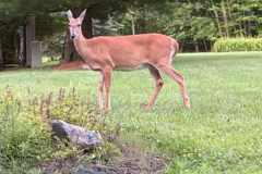 Beautiful-Deer
