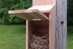 BlueBird-House-05.20.2026