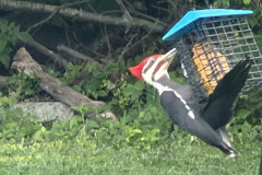 Pileated-at-my-Feeder