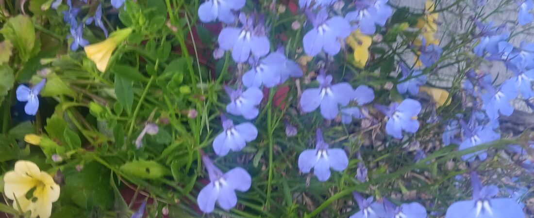 Gardening Beginner Here