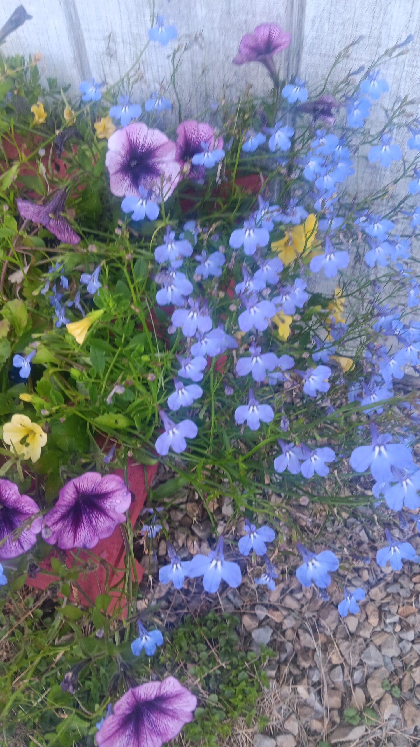 Gardening Beginner Here